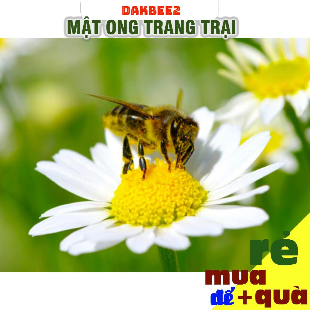 1 LÍT Mật ong rừng hoa cỏ kim nguyên chất - dakbee - giàu dinh dưỡng, tăng cường sức đề kháng