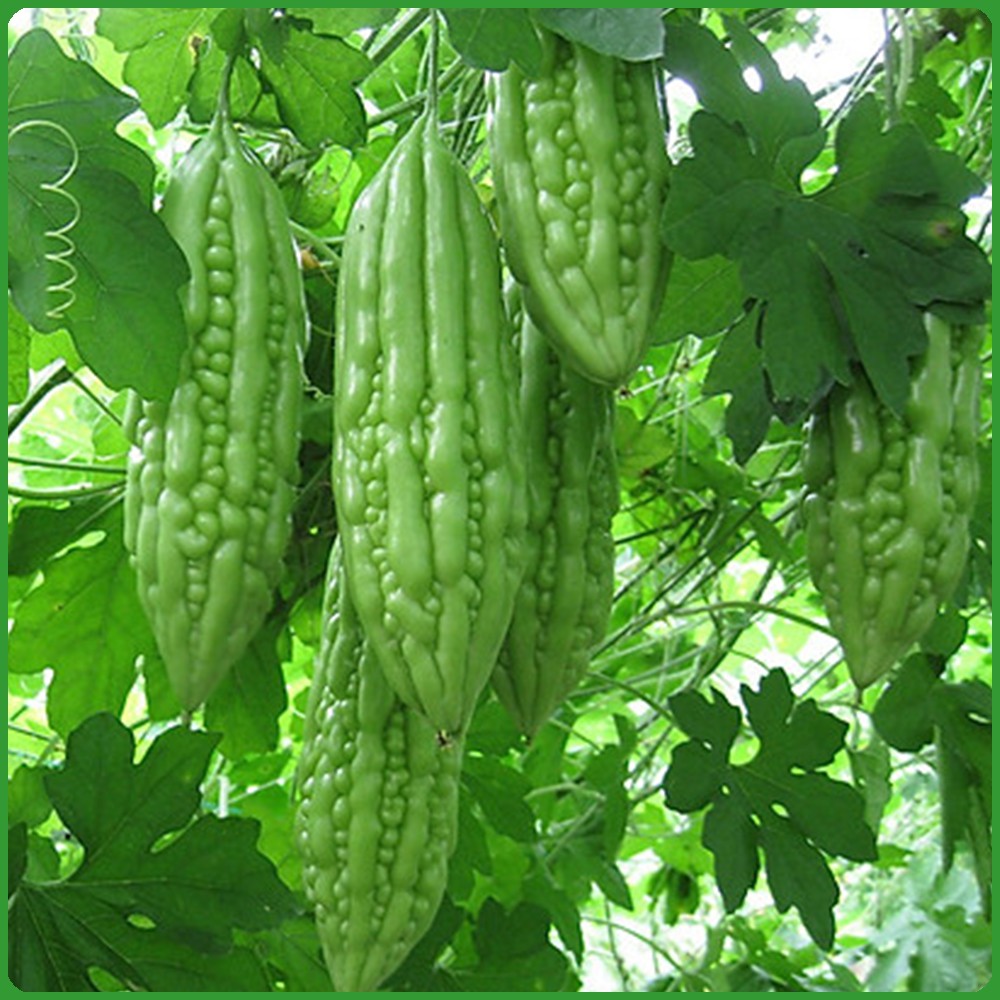 Hạt giống mướp đắng -Khổ qua Sao thần Nông cao sản nhanh thu hoạch