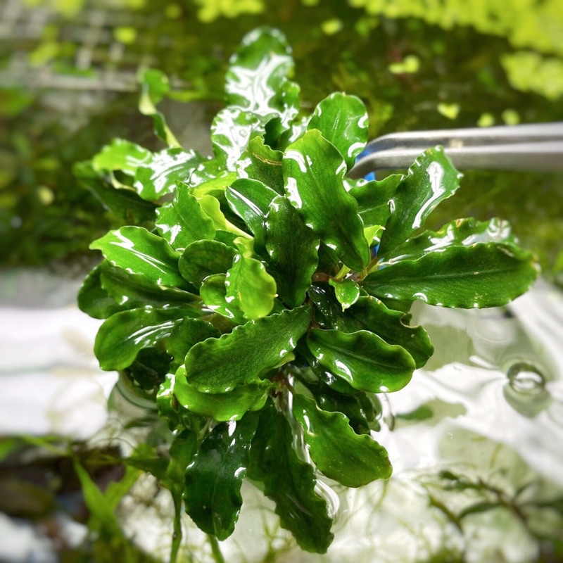 Bucep Bucephalandra Chậu Xanh Nhiều Ngọn - Darlac’s Aquaria
