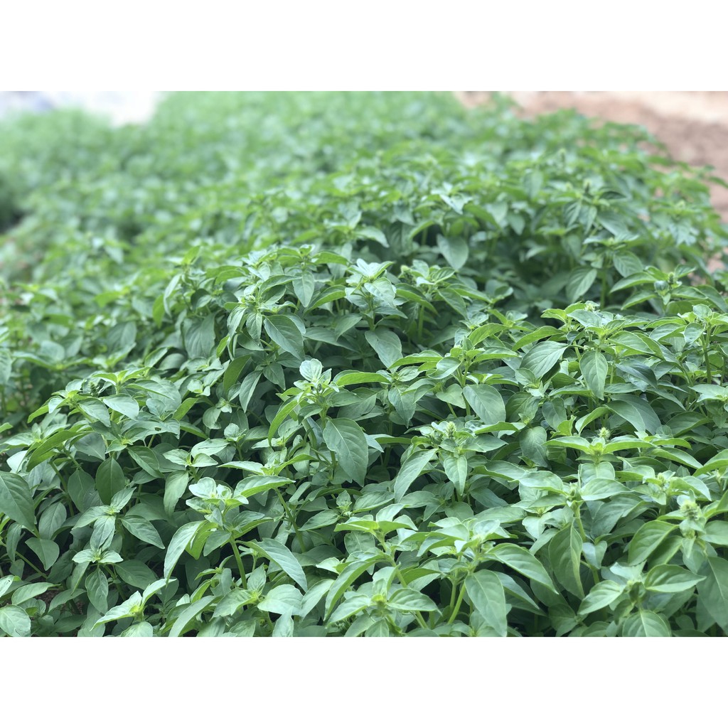 Lá É Trắng Thái (Gói zin 1Gram)