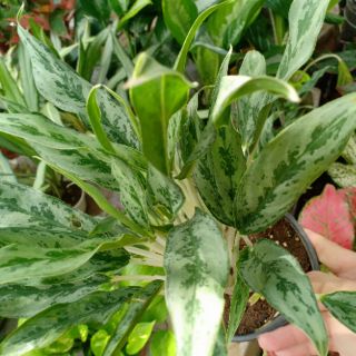 Cây giữ tiền nhật