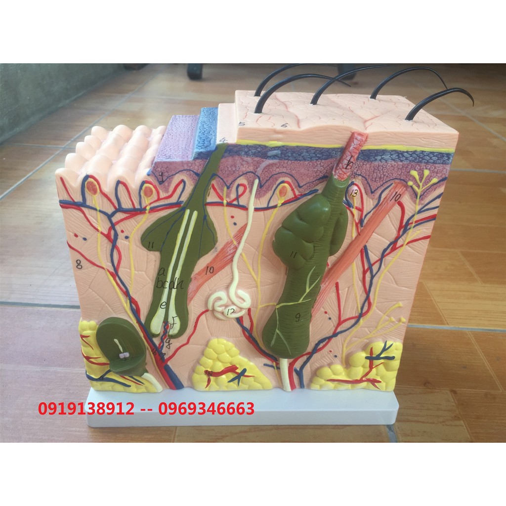 Mô hình cấu tao da