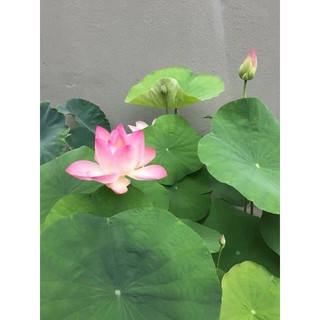 Phân bón hoa sen súng [ Bán lẻ ]