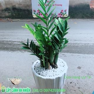 Chậu cây kim phát tài
