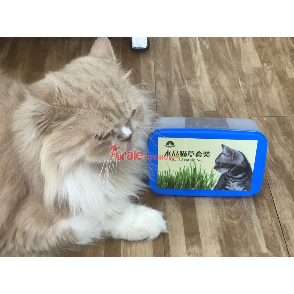 Bộ trồng cỏ mèo tươi hạt lúa mạch kèm catnip giúp mèo bổ xung chất xơ, tiêu búi lông