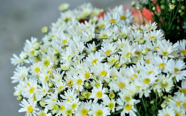 Giống cúc hoa mi trồng quanh năm