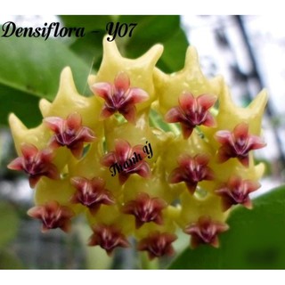 Cẩm cù Hoya