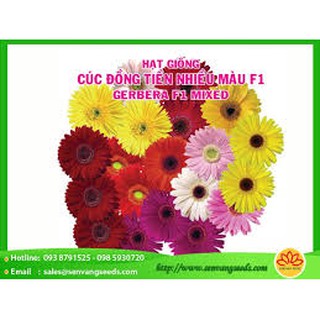 HẠT GIỐNG HOA CÚC ĐỒNG TIỀN F1 NHIỀU MÀU bịch 0.1gr