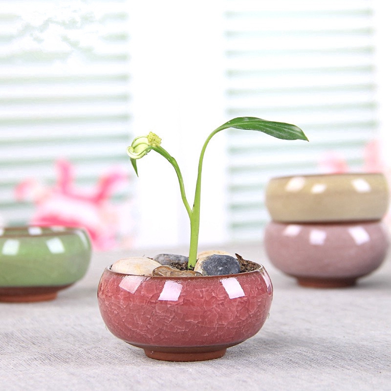 Chậu trồng cây cảnh mini bằng gốm láng bóng