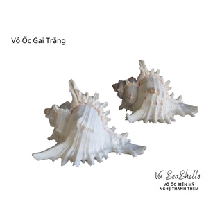 Vỏ Ốc Trang Trí,Set 2 Con Ốc gai trắng nhỏ, Vỏ Ốc Tự Nhiên