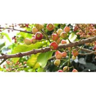 cây lá vối nếp giống