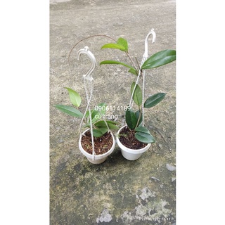 Cẩm cù giống đủ màu