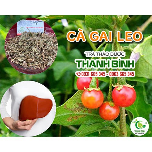 Cà Gai Leo 1Kg - Loại Xịn Hàng Công Ty - Thảo Dược Thanh Bình