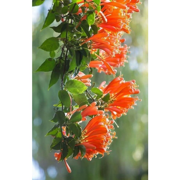 Cây giống hoa rạng đông hay hoa chùm ớt