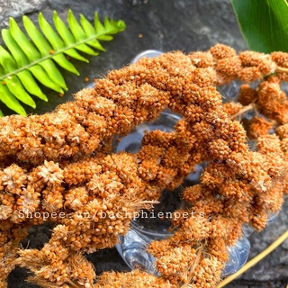 Kê Chùm Thức ăn cho hamster 35-40gr (4-7 sợi)
