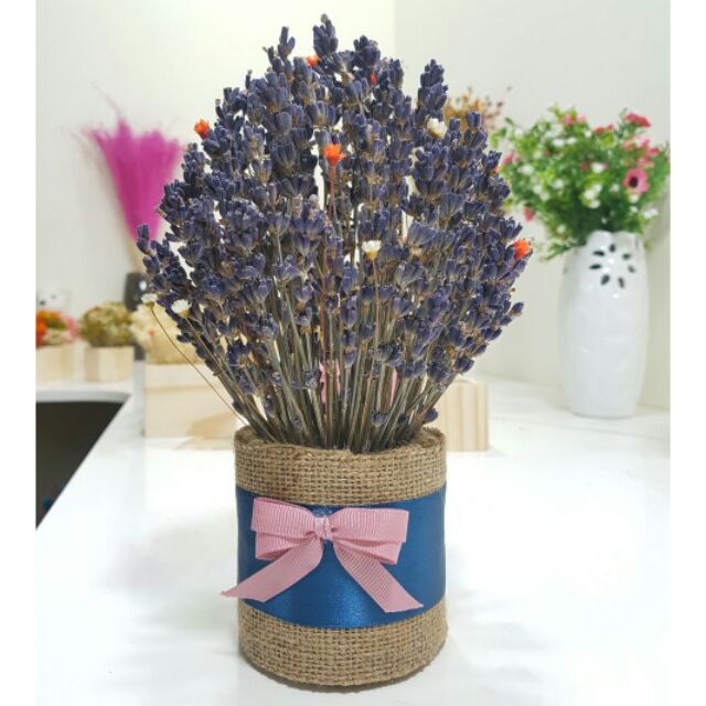 Chậu hoa lavender trang trí