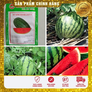 Hạt Giống Dưa Hấu Đỏ Ngon Giòn Lucky