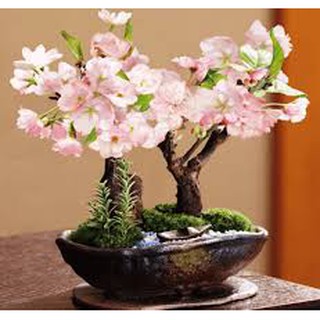Hạt giống hoa anh đào 10 hạt