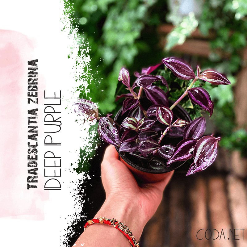 Cây Tradescantia Zebrina 'Deep Purple' (Thài Lài Siêu Tím Deep Purple) (không phải Thài Lài Tím Thường) chậu nhựa 10cm