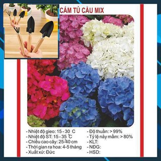 Hạt giống hoa Cẩm Tú Cầu - 10 Hạt TẶNG BỘ LÀM VƯƠN MINI