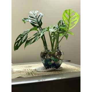 Trầu bà lá lỗ ( trồng thuỷ Sinh)