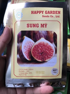 Hạt giống sung mỹ - 7 hạt