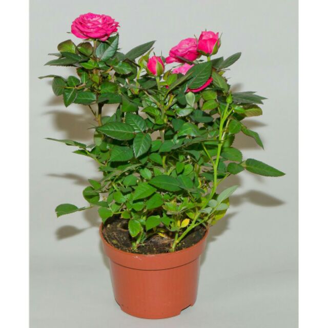 10 Hạt giống hoa hồng thơm mini mix nhiều màu
