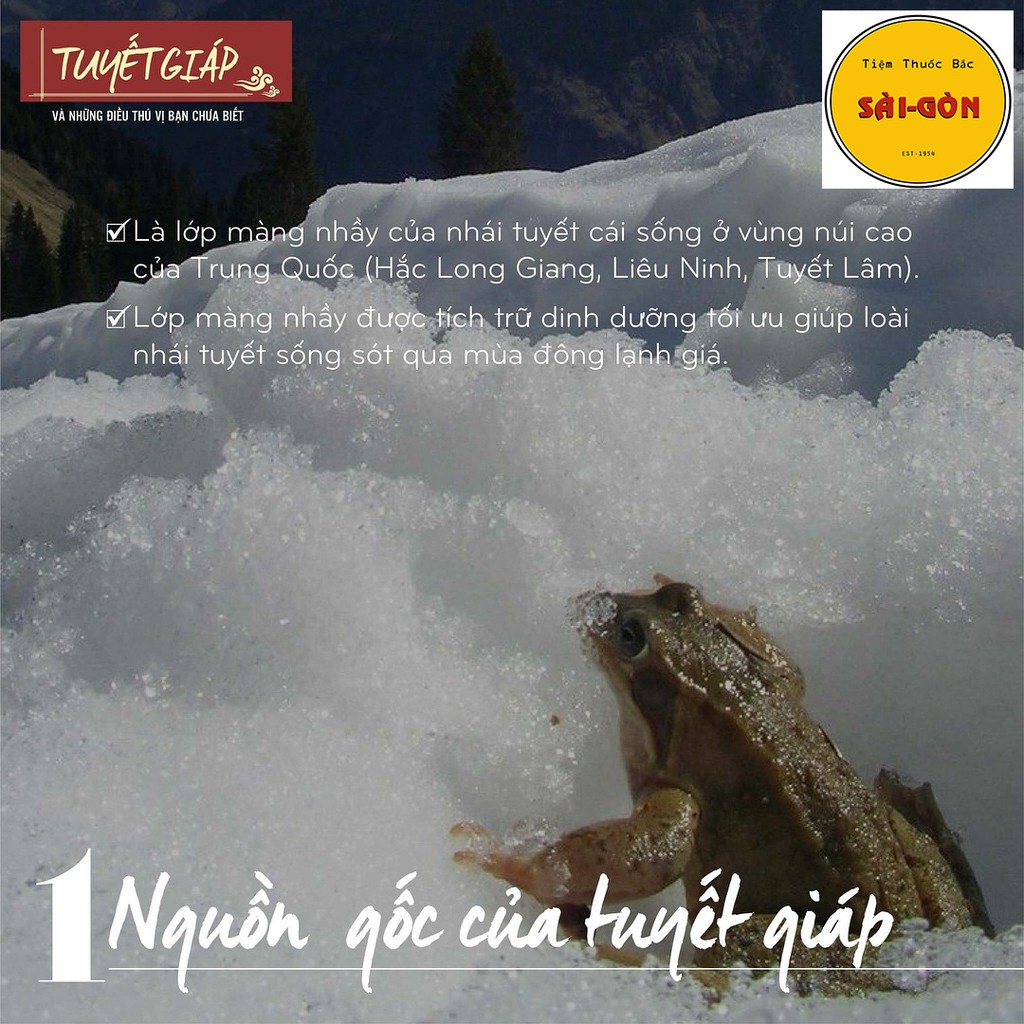 Tuyết Giáp Tây Tạng 20gram