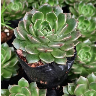 sen đá kim cương trắng, cây sen đá cỡ nhỏ giống mới màu đẹp, xuất xứ tại Đà Lạt, cấy có bầu rễ khỏe.