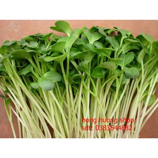 Hạt giống rau mầm củ cải trắng gói 40 gam