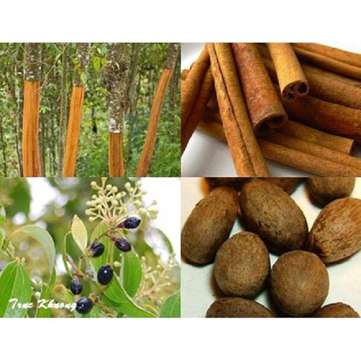 Combo 5 cây  quế giống