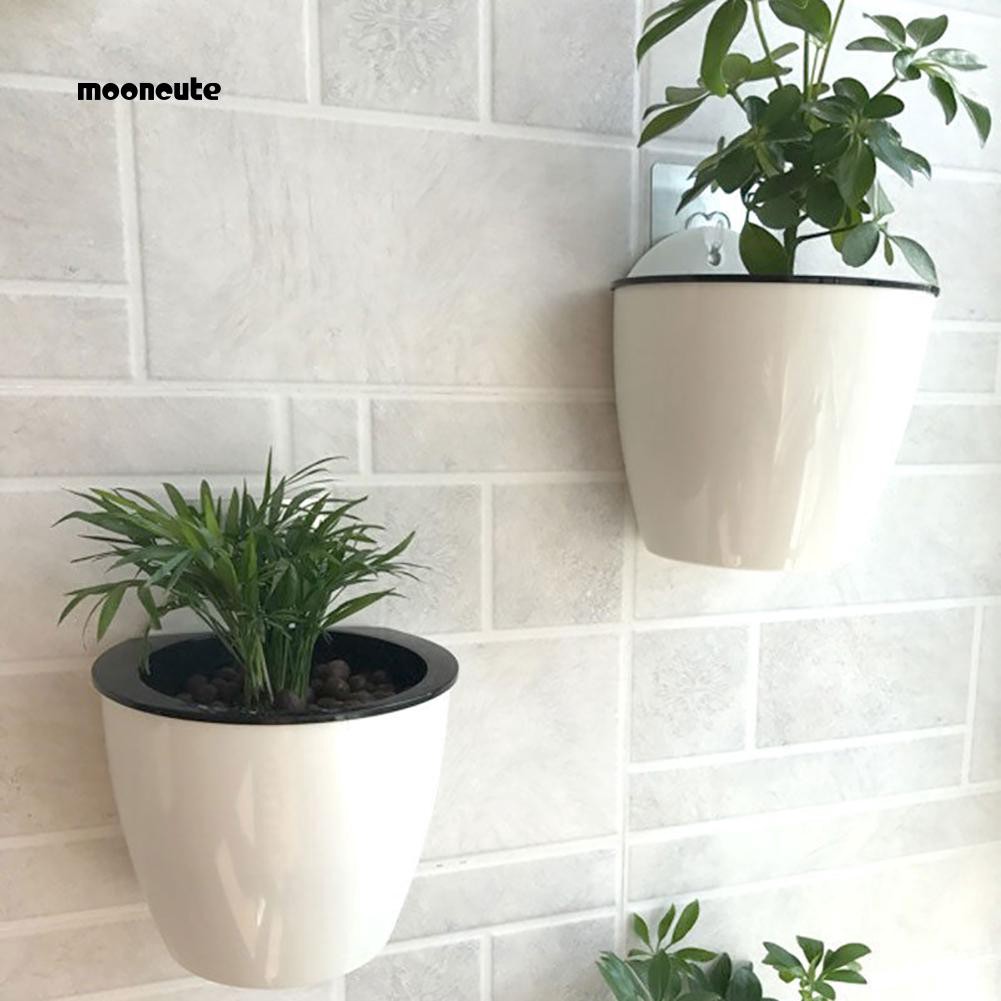 Chậu hoa hút nước treo tường sáng tạo