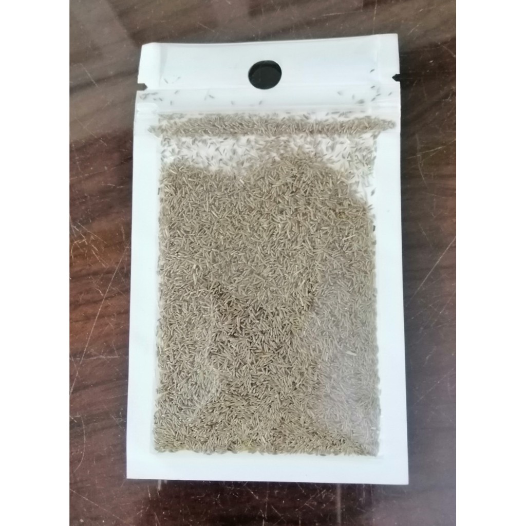 Hạt Giống Thuỷ Sinh Ngưu Mao Chiên .