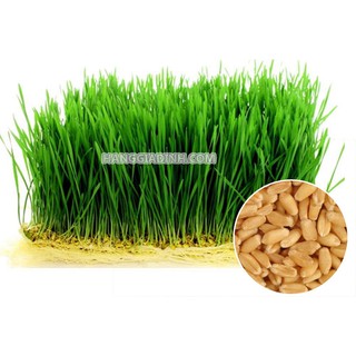 Hạt cỏ mèo 100gr