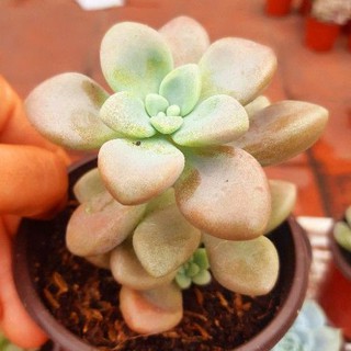 sen đá sỏi hồng