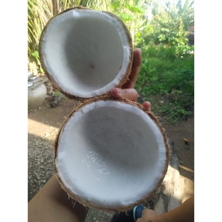 01 trái dừa khô ( rám)