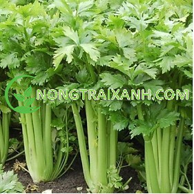 3000H - HẠT GIỐNG CẦN TÂY MỸ NGỌT