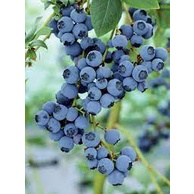 hạt giống Việt Quất