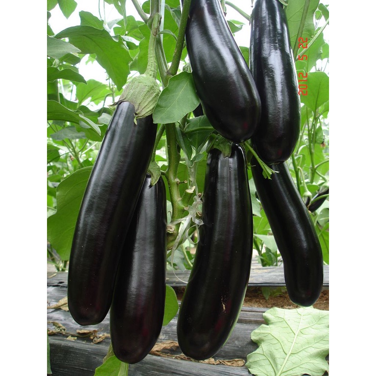 #Hạt_Giống_Cà_Tím_Đen ( Tặng Kèm Kích Mầm Và Phân Bón )