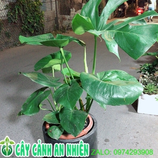 Cây Trầu Bà Lá Rách Kèm Chậu Xi Măng(trầu bà lá sẻ)