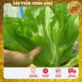 COMBO 2 gói hạt giống cải bẹ dưa TẶNG 1 phân bón
