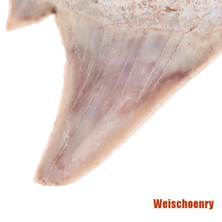 Răng Cá Mập Giảng Dạy Khoa Học Megalodon