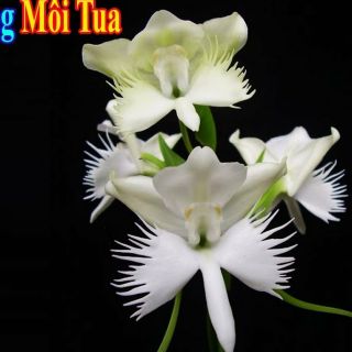 Lan Bạch Phượng môi tua