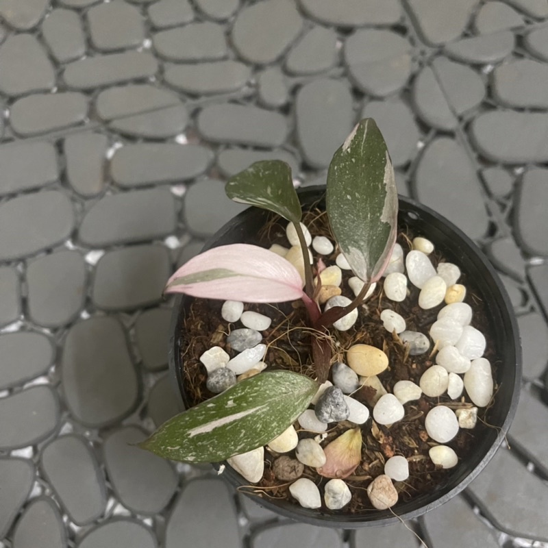 Trầu bà công chúa hồng pink princess cây nhỏ var đẹp hồng nhiều