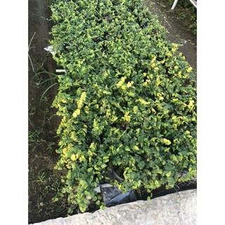 Cây Thằn Lằn Leo Tường - Trang Flowers