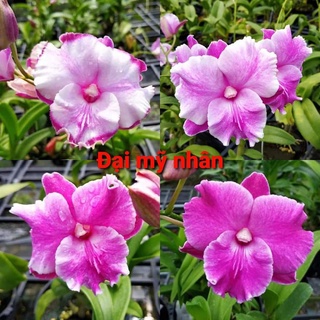 Hoa lan den lai cat đại mỹ nhân gửi nguyên chậu phi 12