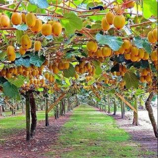 GIÁ SIÊU RẺ.GIỐNG KIWI ĐỎ NHẬP KHẨU 100%.CÂY ĐẸP