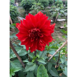 Cây giống hoa thược dược