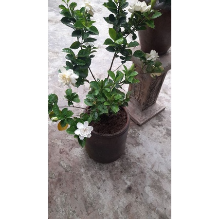 Cây Bạch Thiên Hương, hoa thơm ngát, cây to y như hình