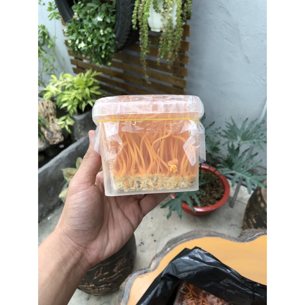 Đông trùng hạ thảo tươi - Hộp tươi đông trùng hạ thảo 140Gam | BigBuy360 - bigbuy360.vn